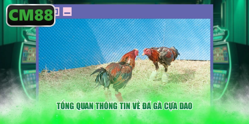 Tổng quan thông tin về đá gà cựa dao