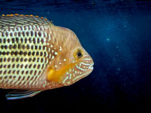 Giao diện game bắn cá với đại dương nhiều sinh vật biển và súng bắn ở cạnh dưới